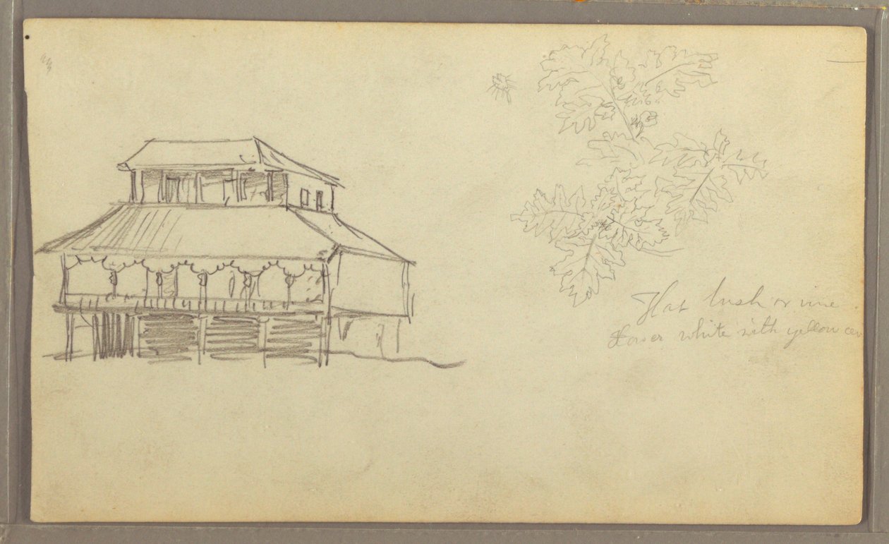 Dibujo, Casa, Bosquejo botánico, Ecuador o Colombia, 1857 de Frederic Edwin Church