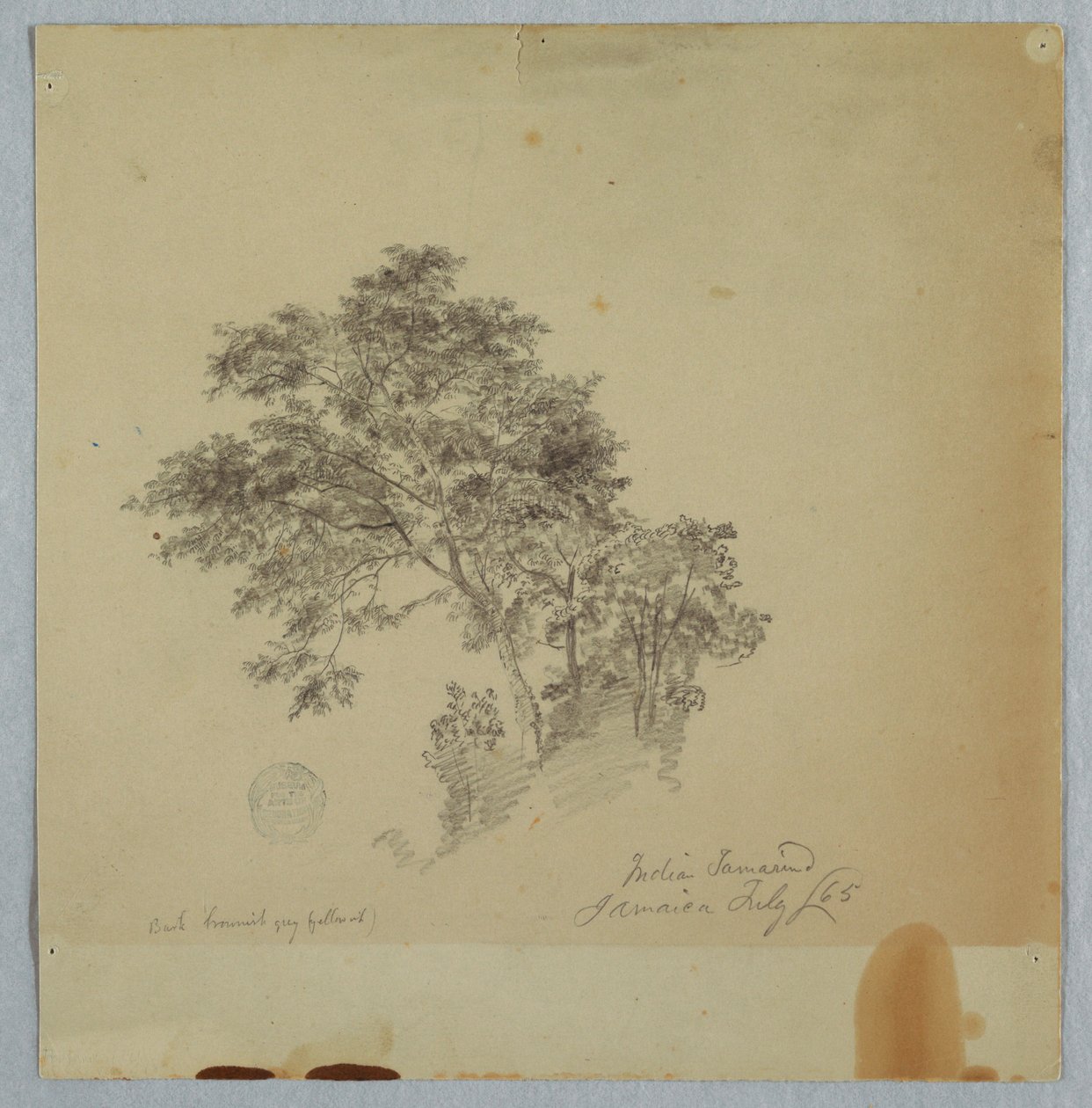 Dibujo, Tamarindos de la India, Jamaica, julio de 1865 de Frederic Edwin Church