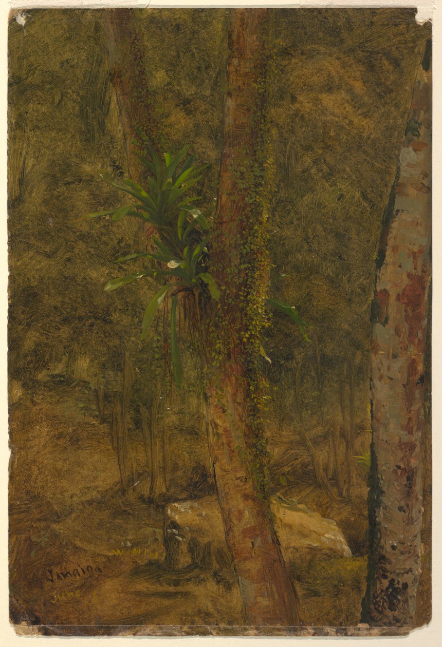 Dibujo, Escena de selva, junio de 1865 de Frederic Edwin Church