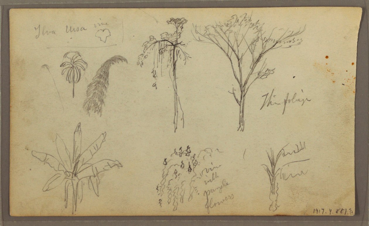 Dibujo, Paisaje, Guayaquil, Ecuador, 21 de mayo de 1857 de Frederic Edwin Church