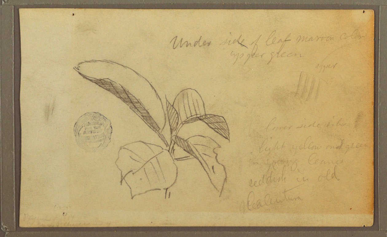 Dibujo, Hojas, 1857 de Frederic Edwin Church