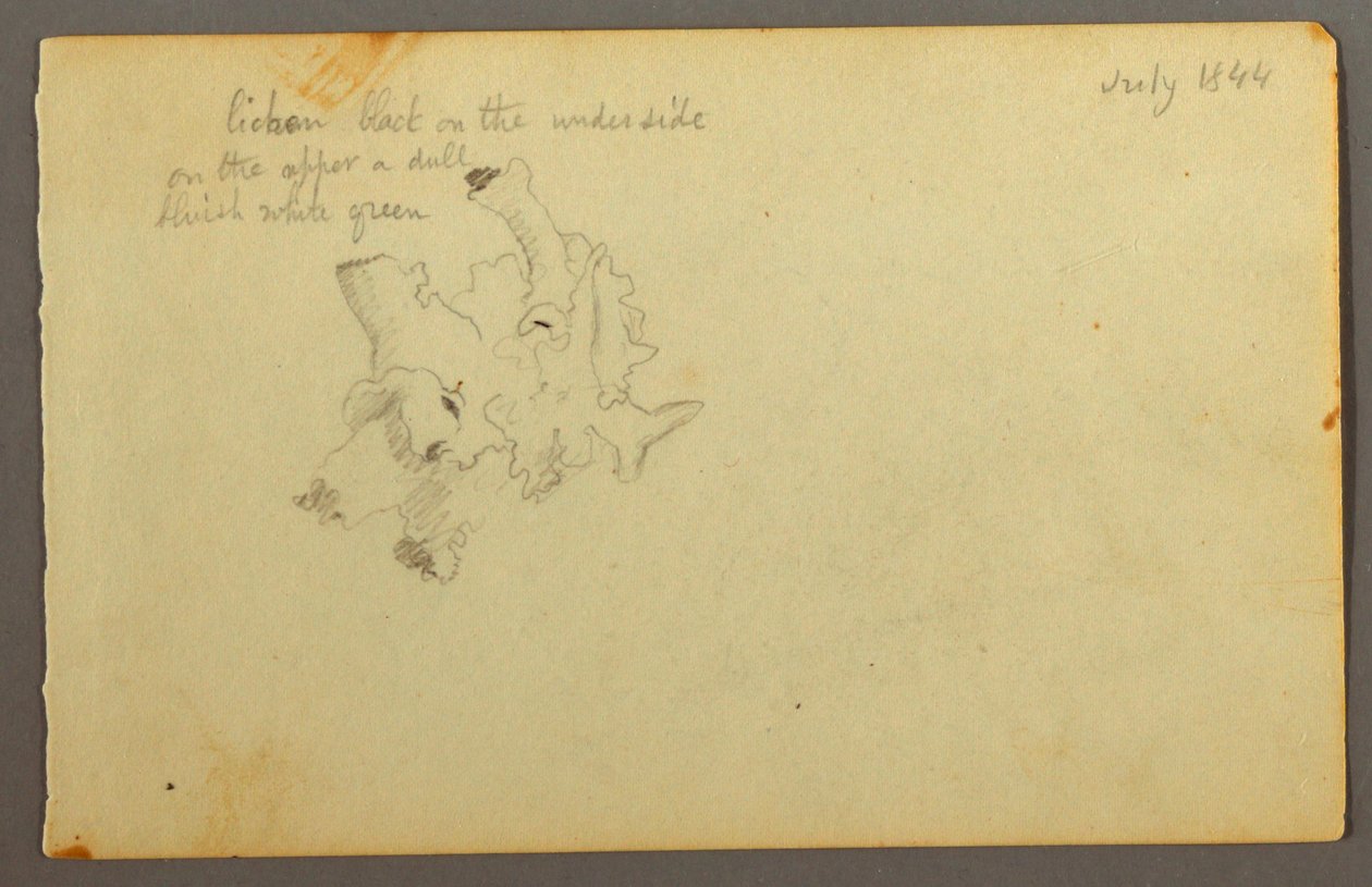 Dibujo, Liquen, 1844 de Frederic Edwin Church