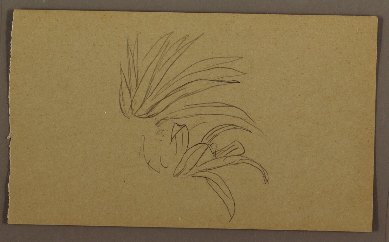 Dibujo, Planta de lirio, 1865 de Frederic Edwin Church
