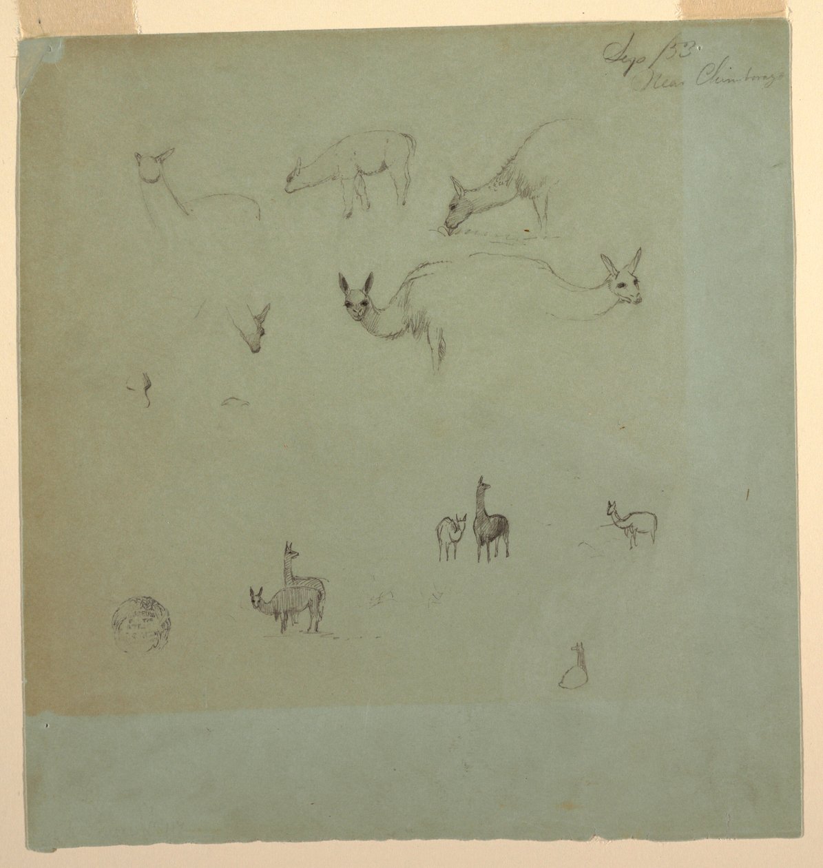 Dibujo, Llamas cerca del "Chimborazo", Ecuador, septiembre de 1853 de Frederic Edwin Church
