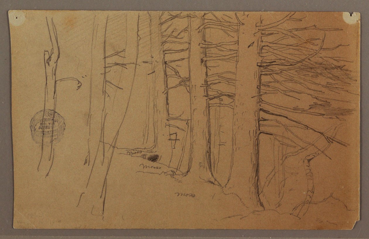 Dibujo, Partes inferiores de un grupo de árboles que crecen en una ladera, 1862 de Frederic Edwin Church