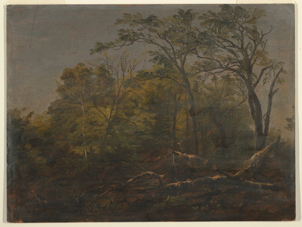 Dibujo, Bosques de Maine, 1845-55 de Frederic Edwin Church