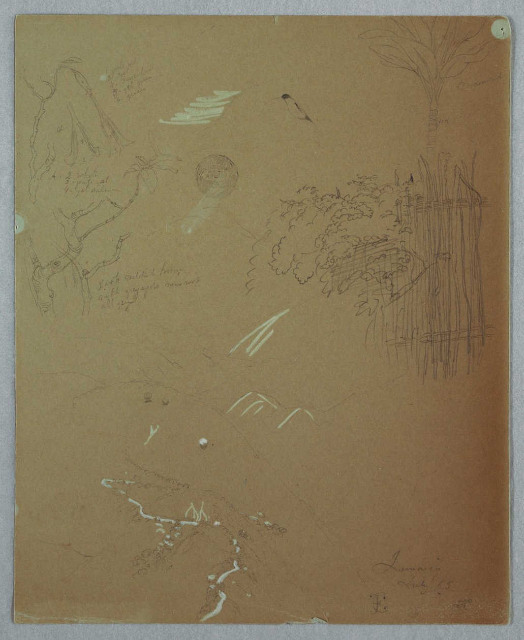 Dibujo, Estudios de la naturaleza, Montañas Azules, Jamaica, julio de 1865 de Frederic Edwin Church