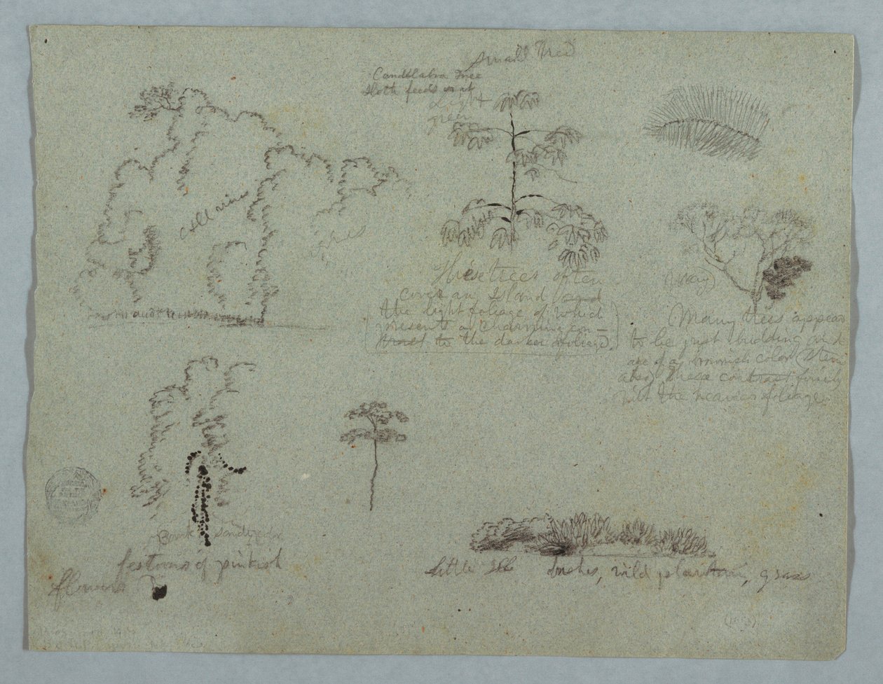 Dibujo, Estudios de la naturaleza, incluido un árbol candelabro con un perezoso, Río Magdalena, Colombia, mayo de 1853 de Frederic Edwin Church