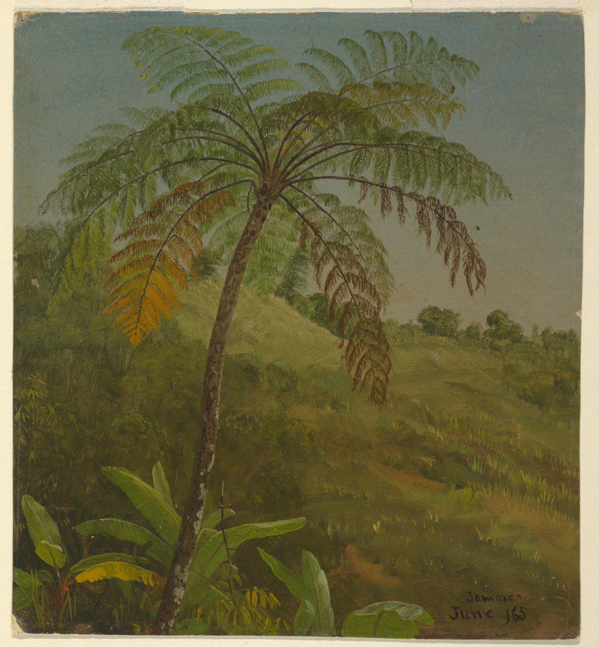 Dibujo, Palm Tree, Jamaica, junio de 1865 de Frederic Edwin Church
