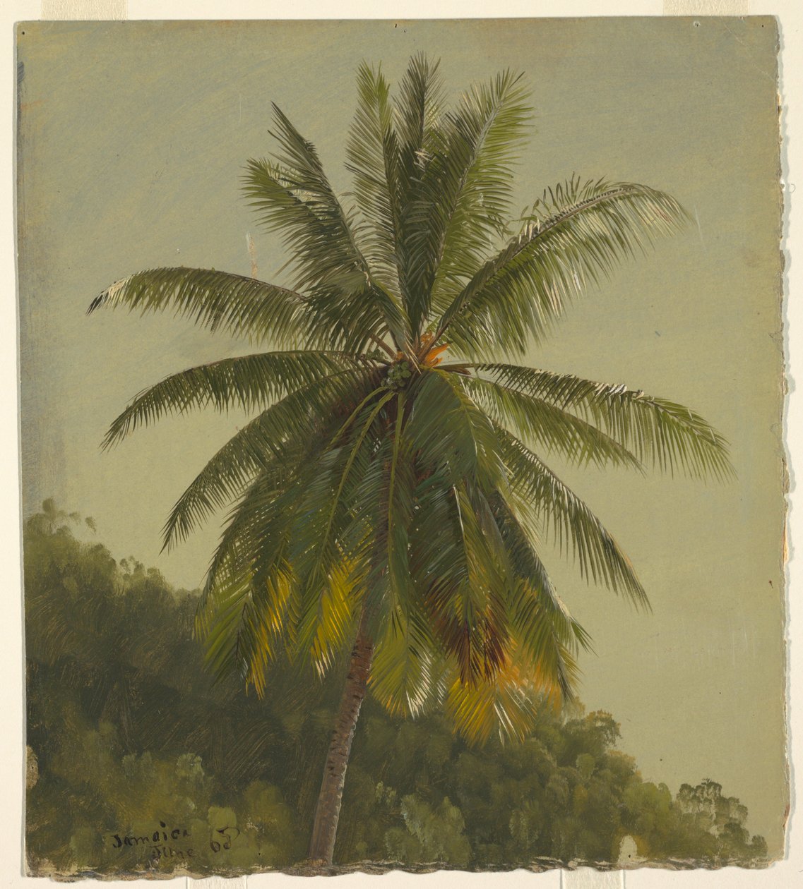 Dibujo, Palmeras, Indias Occidentales, junio de 1865, 1865 de Frederic Edwin Church