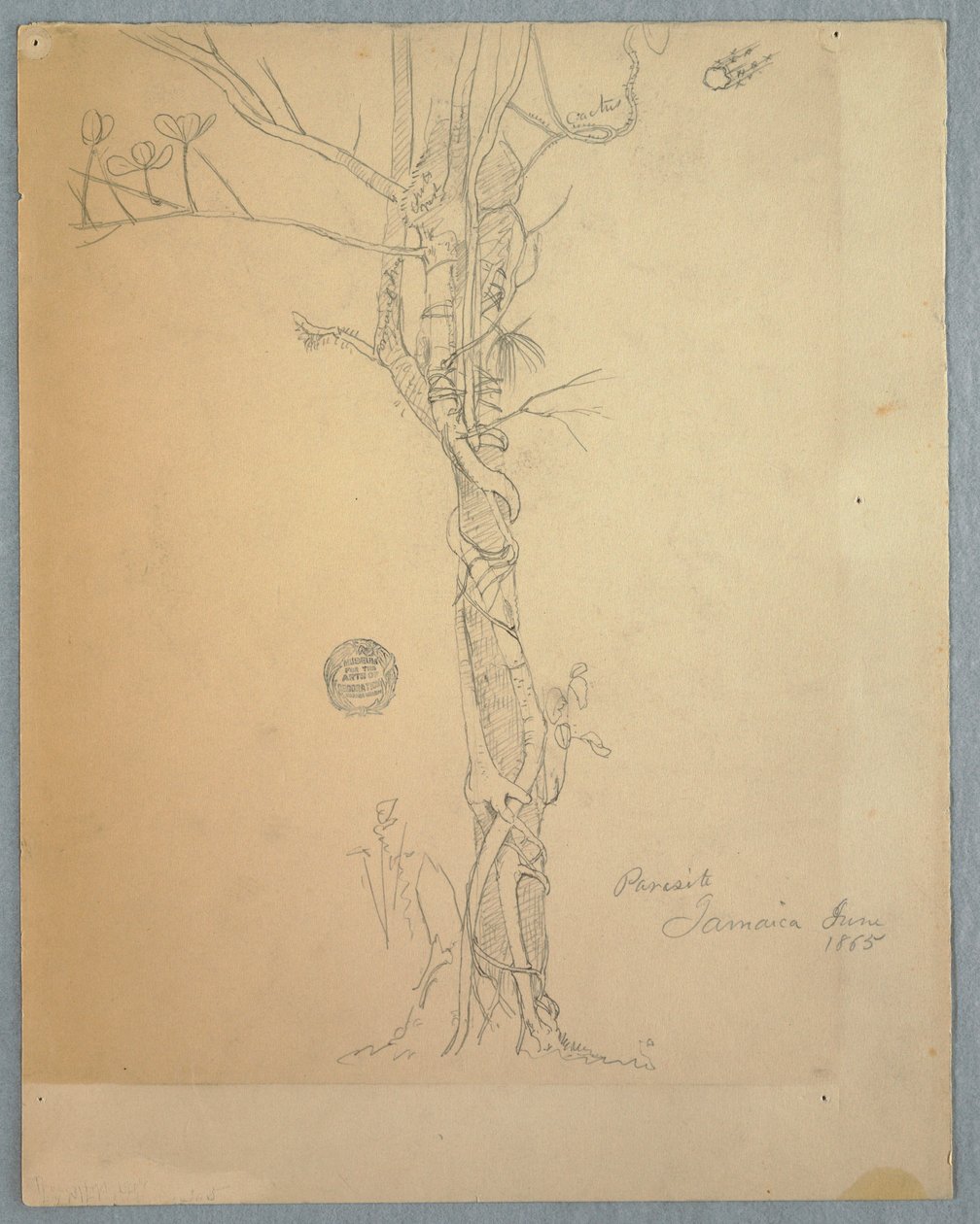 Dibujo, Herida de parásito alrededor del tronco de un árbol, Jamaica, junio de 1865 de Frederic Edwin Church