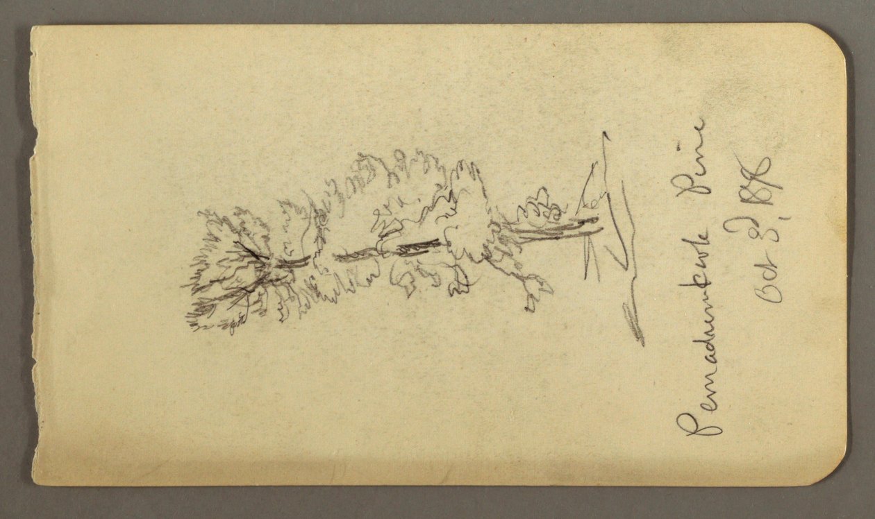 Dibujo, Pino, 1878 de Frederic Edwin Church