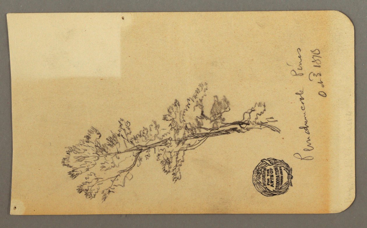 Dibujo, Pine Tree, 3 de octubre de 1878 de Frederic Edwin Church