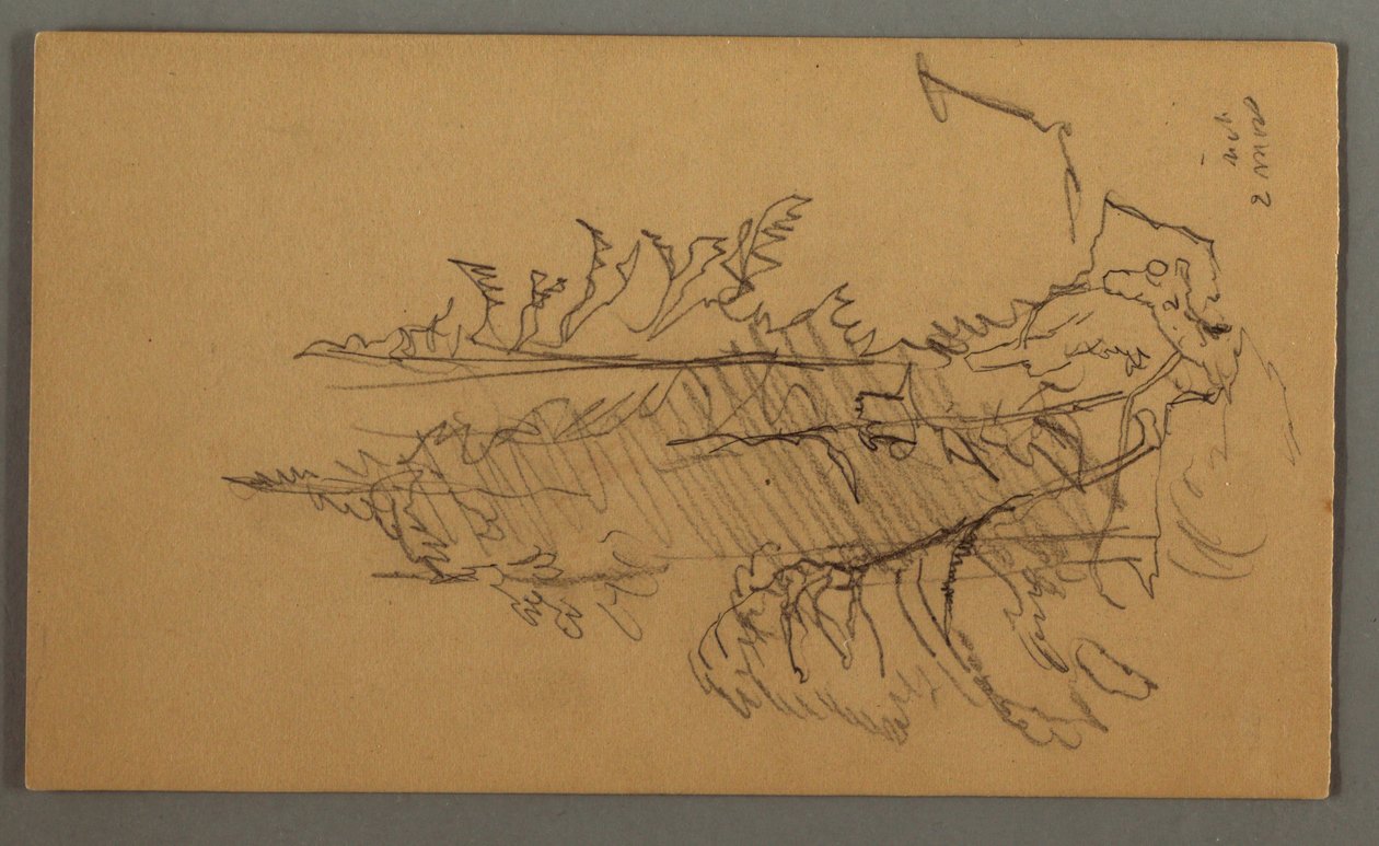 Dibujo, Pinos, posiblemente 1868 de Frederic Edwin Church