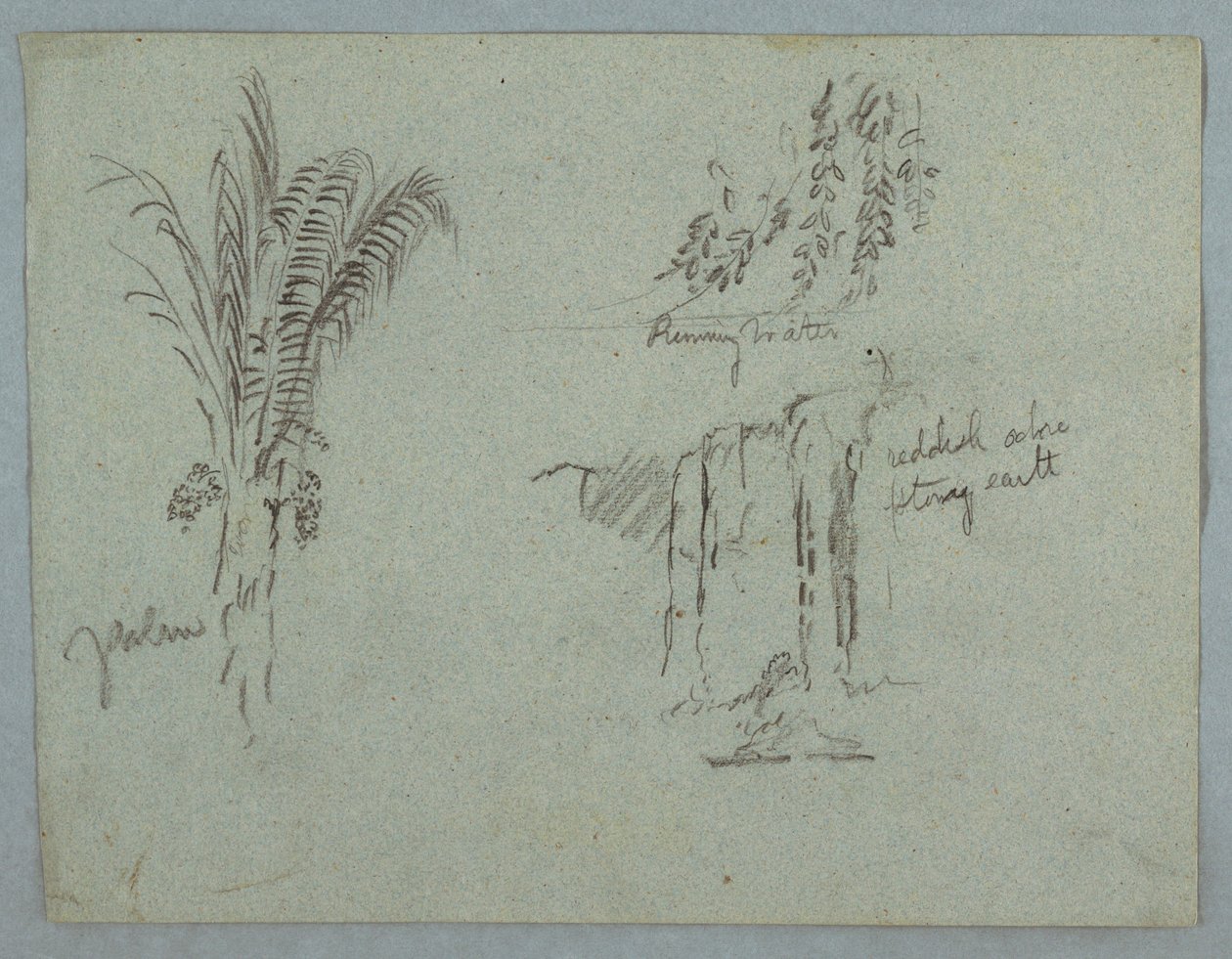 Dibujo, Estudios de plantas del Río Magdalena, Colombia, 1853, probablemente mayo de Frederic Edwin Church