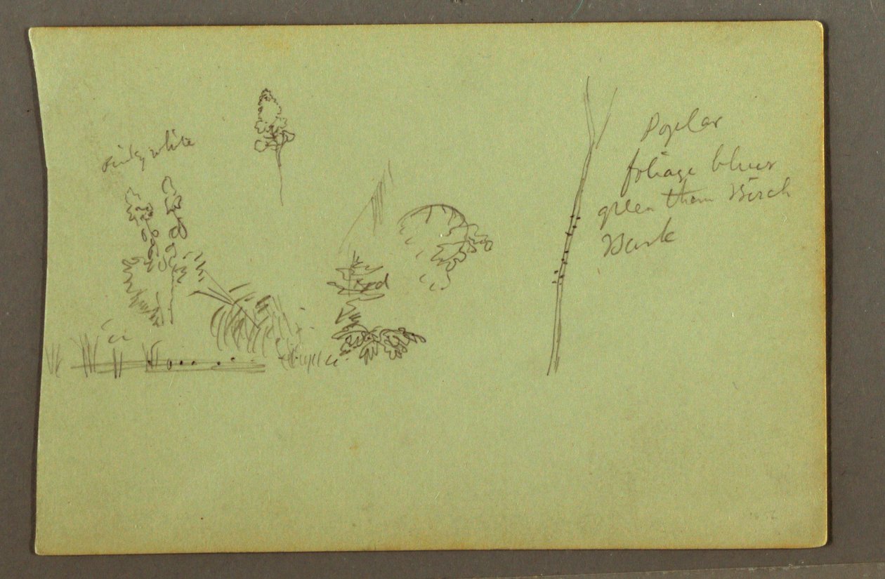 Dibujo, Estudios de plantas, posiblemente 1856 de Frederic Edwin Church