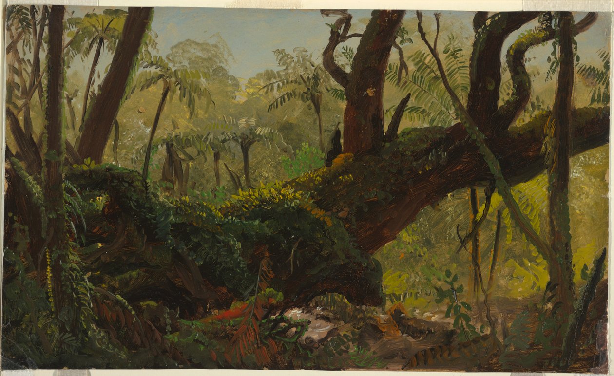 Dibujo, selva tropical, Jamaica, Antillas, abril-agosto de 1865 de Frederic Edwin Church