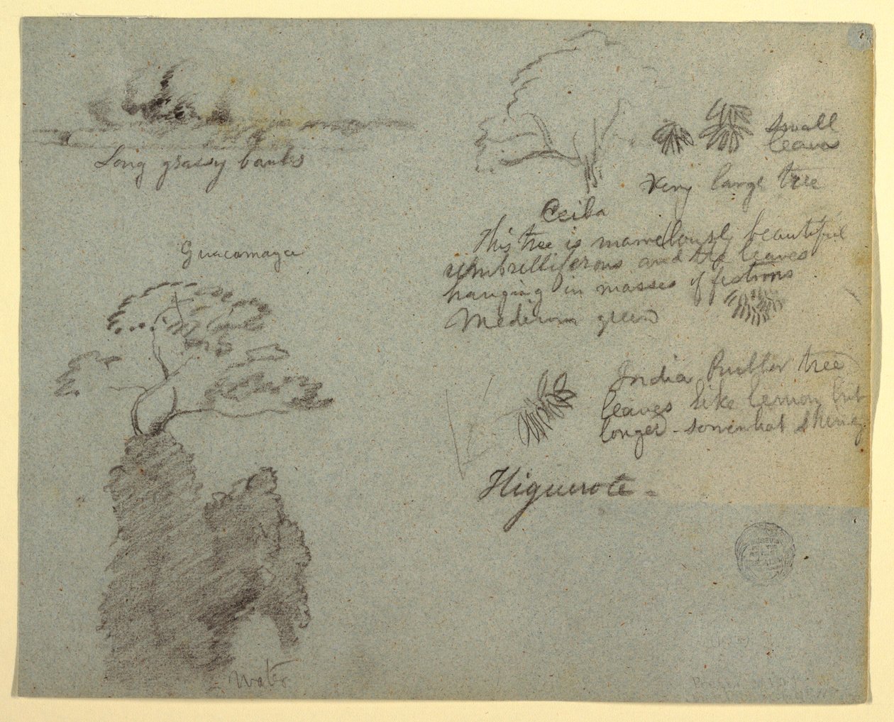 Dibujo, ribera y bocetos botánicos de Higuerote, Ecuador, mayo de 1853  de Frederic Edwin Church