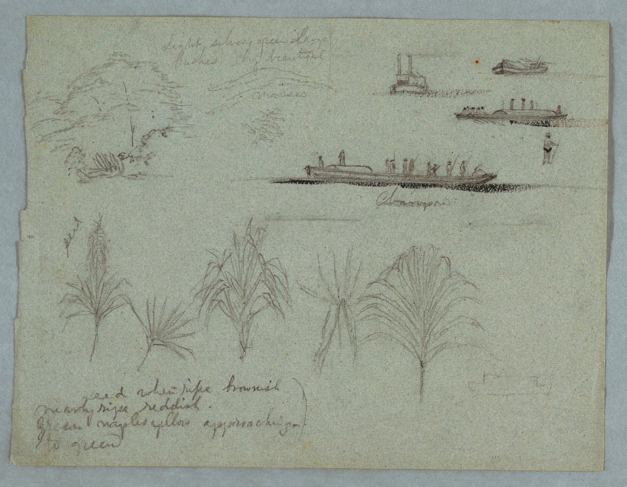 Dibujo, Bocetos del Río Magdalena, Colombia:  Plantas, Vapor y un Champan, 1853, probablemente Mayo de Frederic Edwin Church