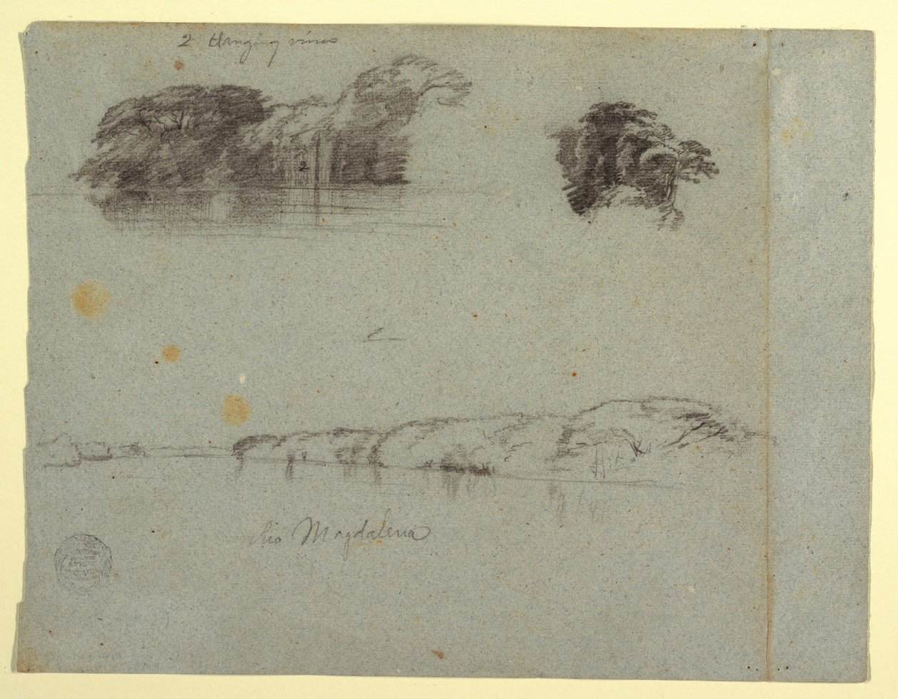 Dibujo, Bocetos de árboles, enredaderas y una orilla del Río Magdalena, Colombia, 1853, probablemente mayo de Frederic Edwin Church