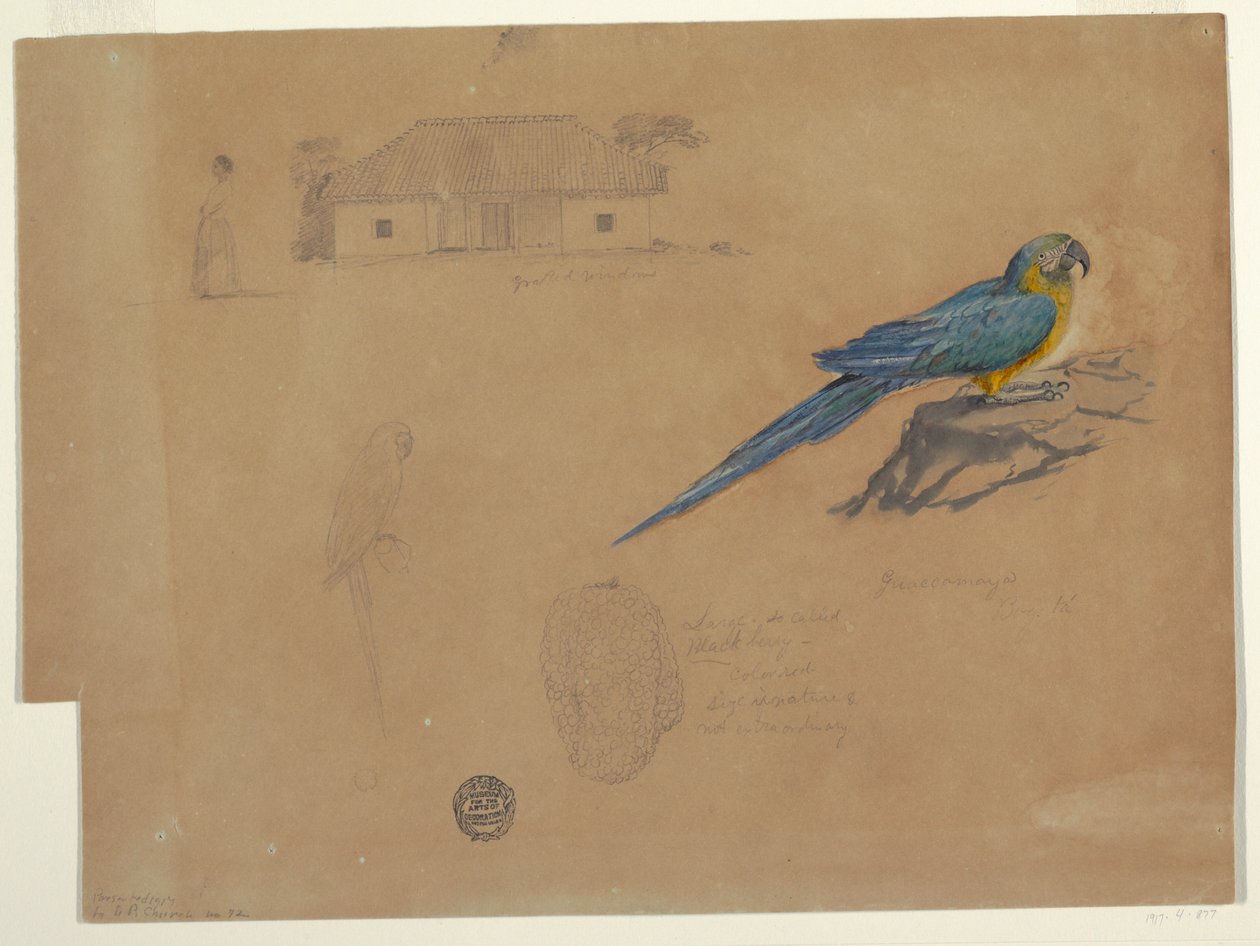 Dibujo, Estudios de Guaccamaya, Bogotá, Colombia, junio-julio de 1853 de Frederic Edwin Church