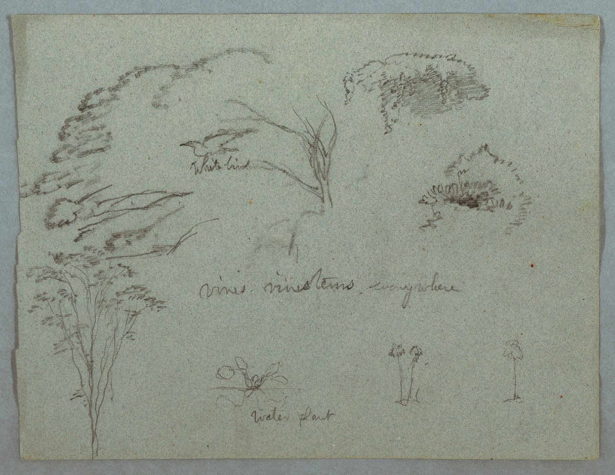 Dibujo, Estudios del Río Magdalena, Colombia:  Copas de árboles, pájaro blanco volando, enredaderas y tres plantas en flor, 1853, probablemente mayo de Frederic Edwin Church