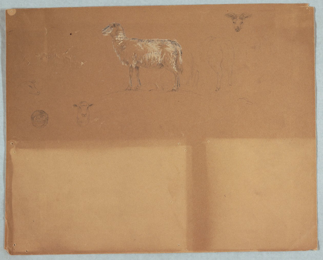 Dibujo, Estudios de ovejas, Ecuador o Colombia, 1853 de Frederic Edwin Church