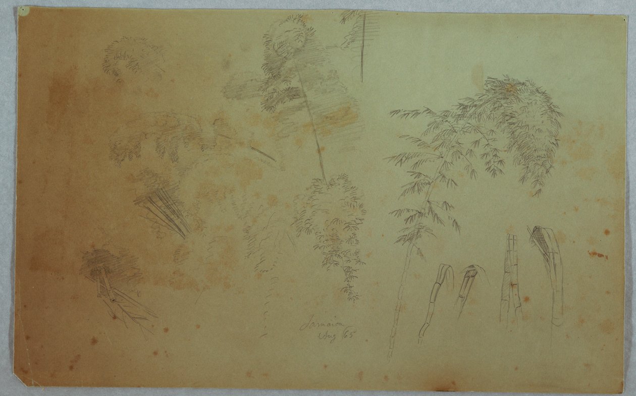 Dibujo, Estudios de copas de árboles y bambú, Jamaica, agosto de 1865 de Frederic Edwin Church