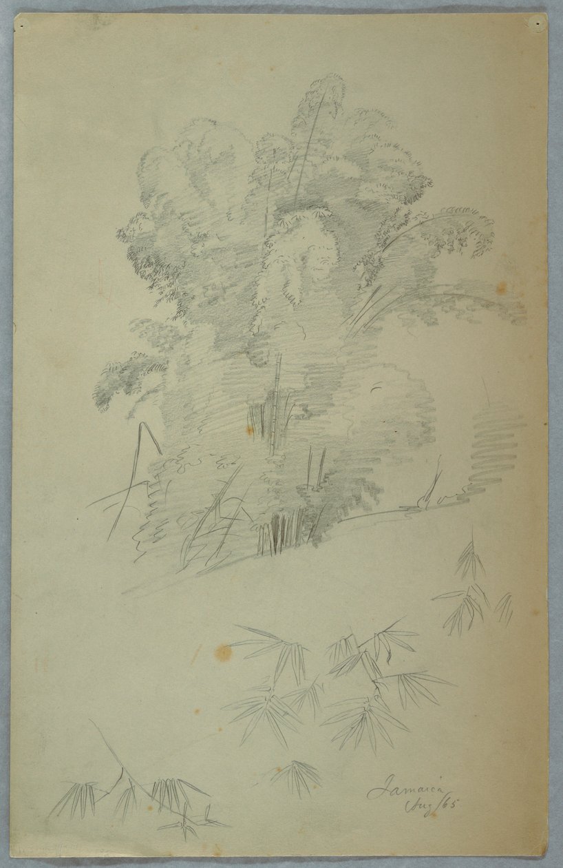 Dibujo, Estudios de árboles y ramas, Jamaica, agosto de 1865 de Frederic Edwin Church