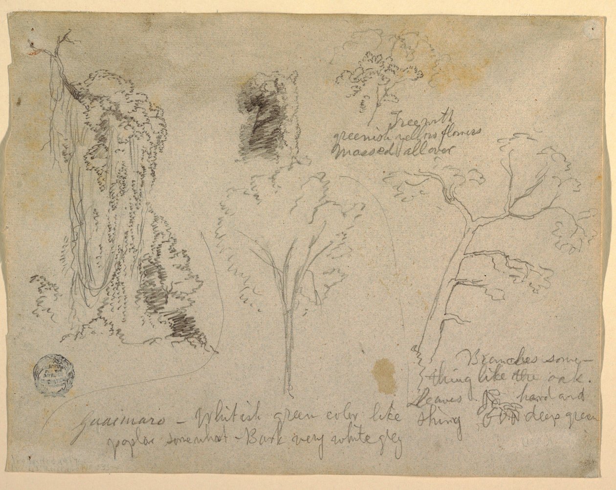 Dibujo, Estudios de árboles y plantas vistos desde el Río Magdalena, Colombia, 1853 de Frederic Edwin Church