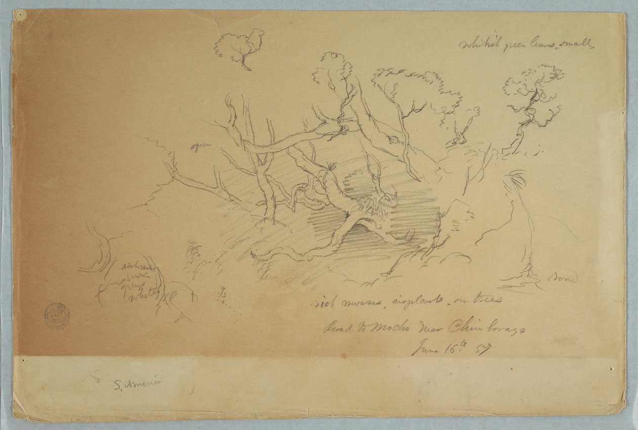 Dibujo, Estudios de árboles y rocas, Camino al Mocho cerca del Chimborazo, Ecuador, 16 de junio de 1857 de Frederic Edwin Church