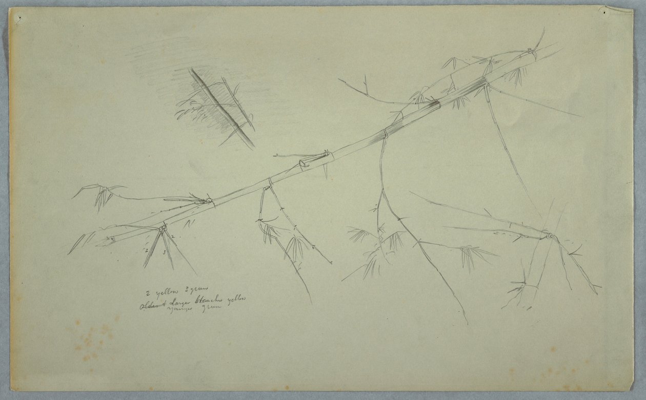Dibujo, Estudio del bambú, Jamaica, mayo-agosto de 1865 de Frederic Edwin Church