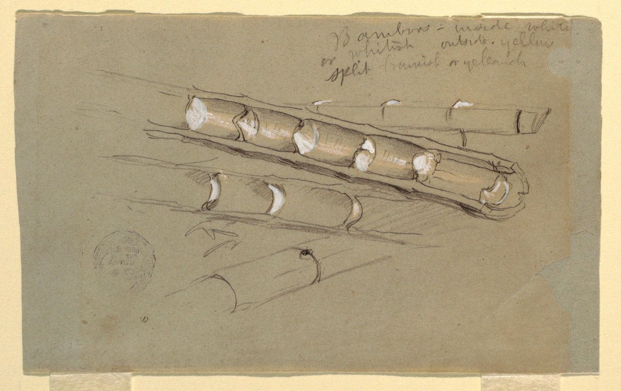 Dibujo, Estudio del bambú, junio de 1857 de Frederic Edwin Church