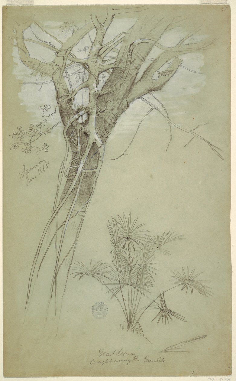 Dibujo, Estudio de tronco de árbol, enredadera parásita y planta de palmera, Jamaica, junio de 1865 de Frederic Edwin Church