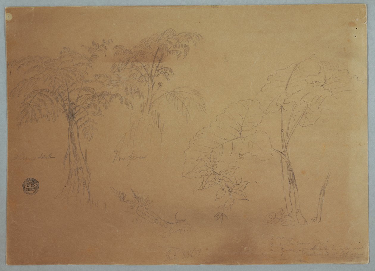 Dibujo, Estudio de dos árboles y tres plantas, cerca de Jorje, Ecuador, 23 de julio de 1857 de Frederic Edwin Church