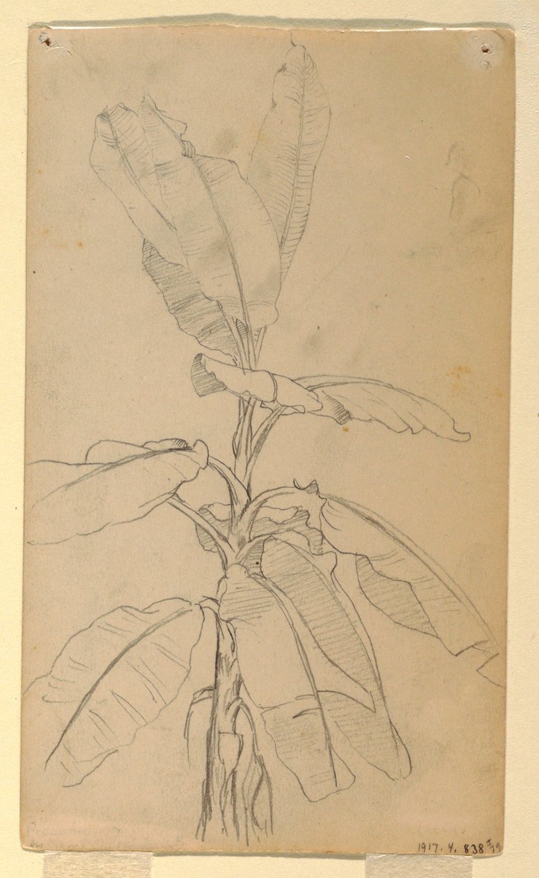 Dibujo, Estudio de una planta de hoja larga, mayo y junio de 1857 de Frederic Edwin Church