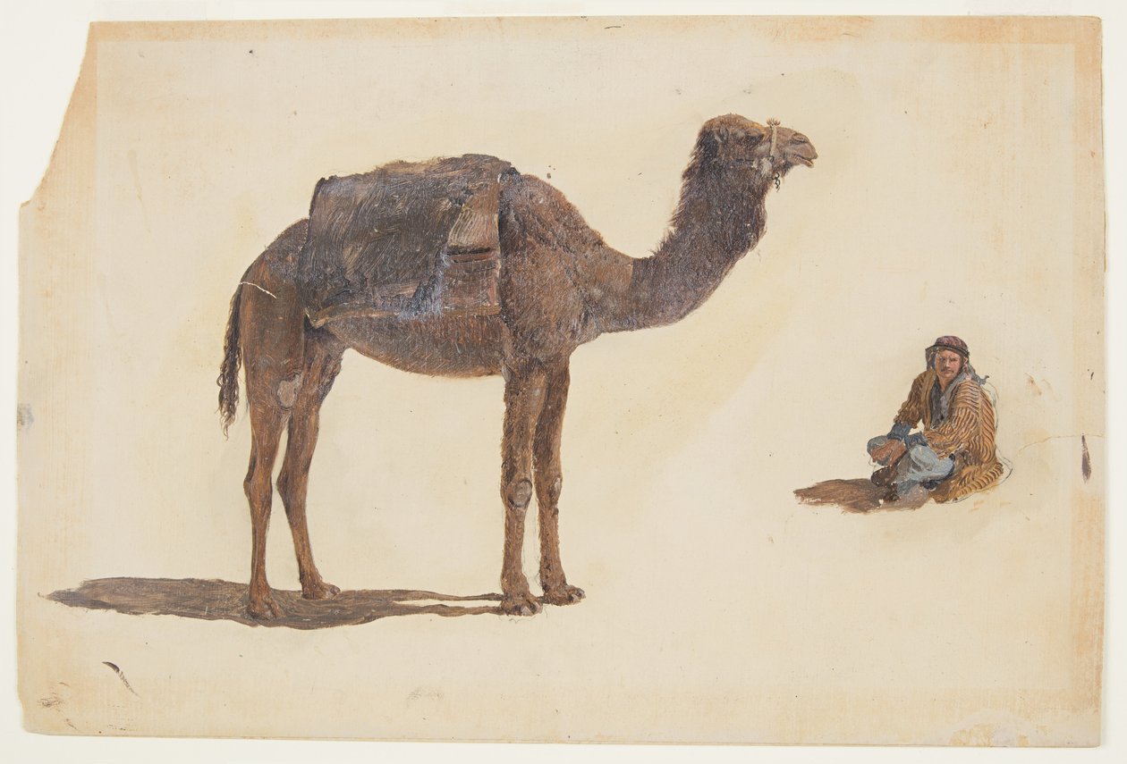 Dibujo, Estudio de un dromedario, 1868 de Frederic Edwin Church