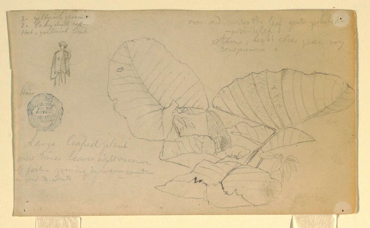 Dibujo, Estudio de un hombre; Estudio de, posiblemente junio de 1857 de Frederic Edwin Church