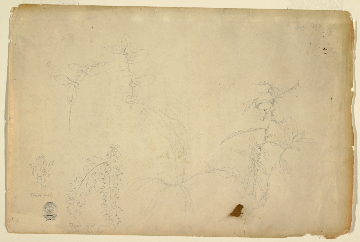 Dibujo, Espinas y cardos, julio de 1844 de Frederic Edwin Church