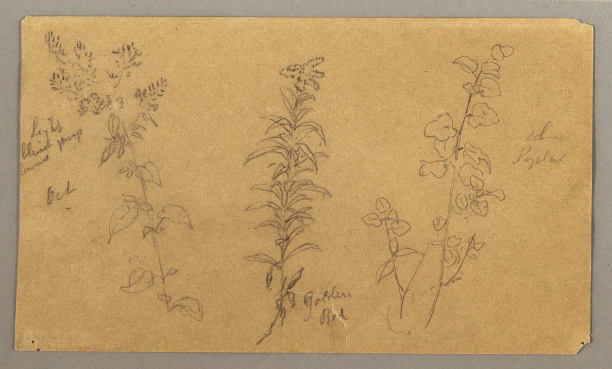 Dibujo, Tres estudios de plantas, octubre de 1865 de Frederic Edwin Church