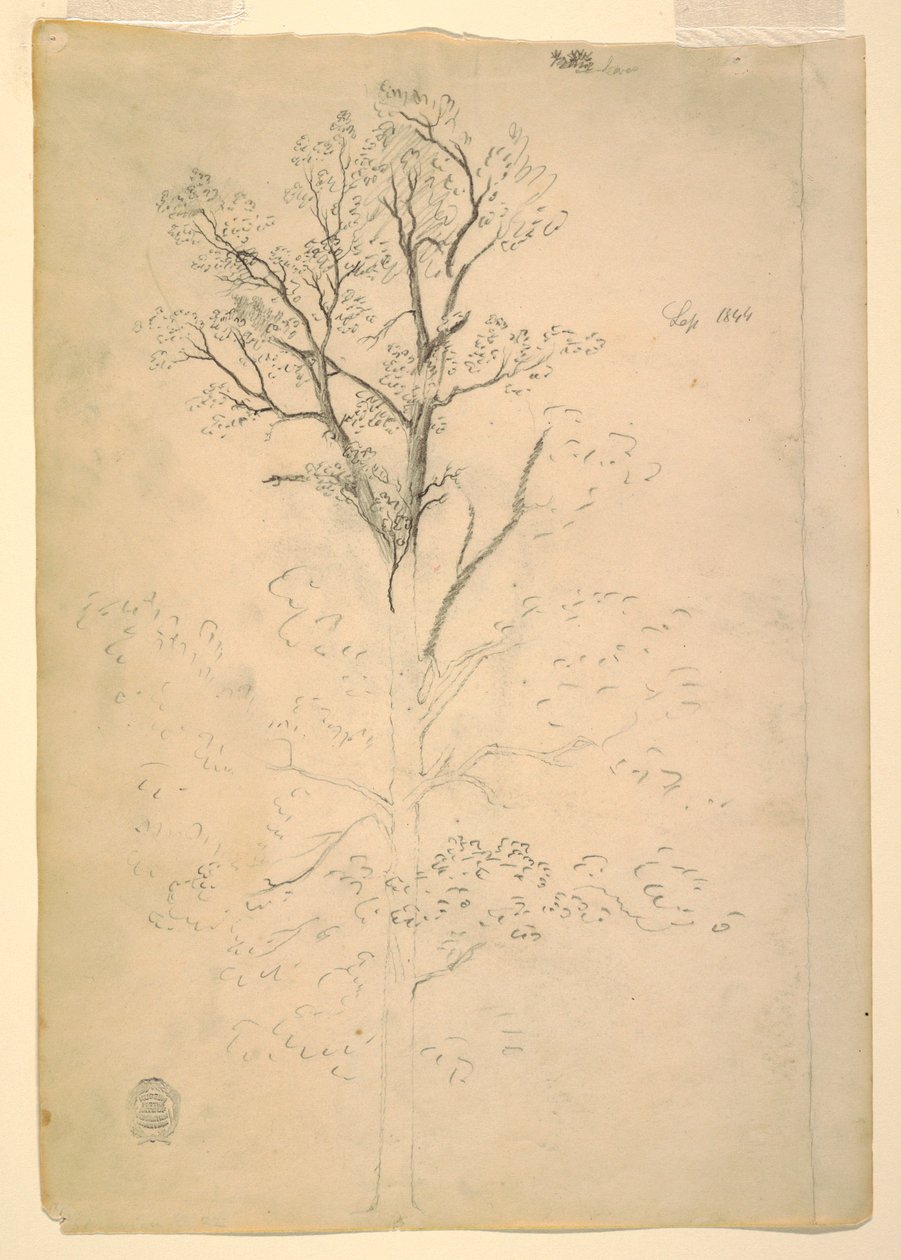 Dibujo, Árbol, septiembre de 1844 de Frederic Edwin Church