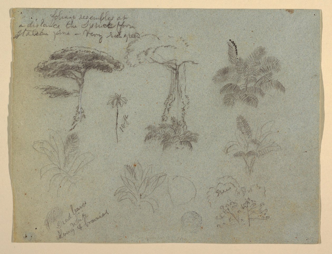 Dibujo, Estudios de árboles vistos desde el Río Magadalena, Colombia, 1853 de Frederic Edwin Church
