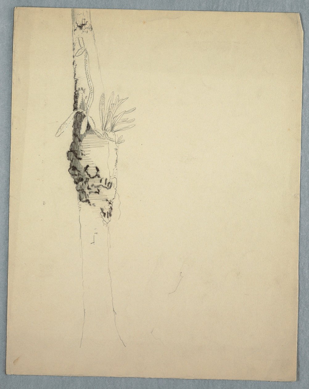 Dibujo, Tronco de árbol con plantas parásitas, Jamaica, mayo-agosto de 1865 de Frederic Edwin Church