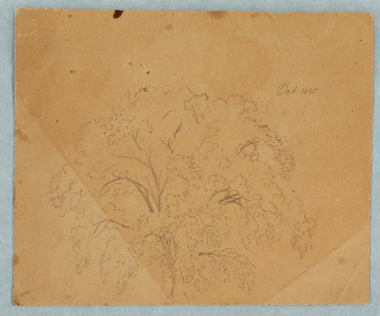Dibujo, Árbol; Verso: Vista de una iglesia, dos inglesas de 1636, estudio de un caballo, octubre de 1845 de Frederic Edwin Church