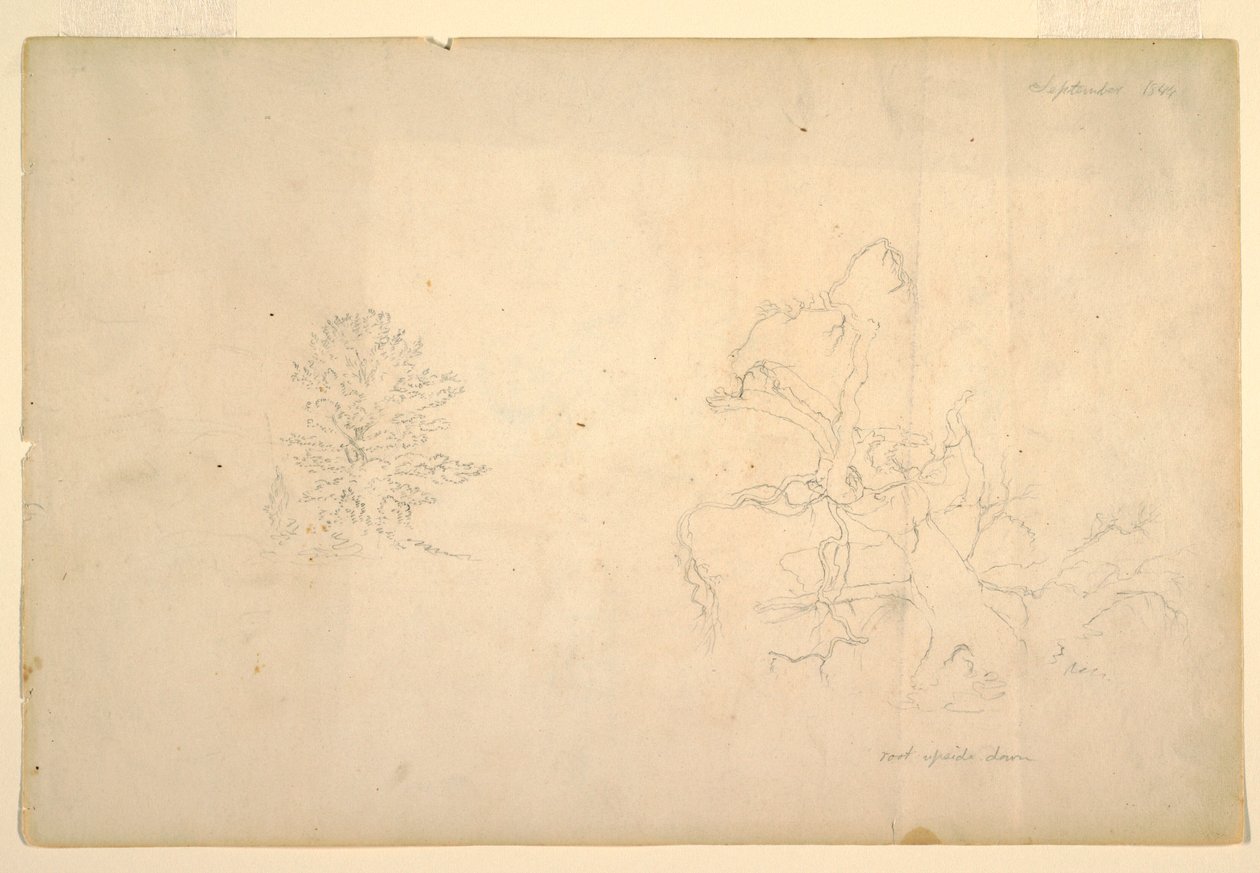 Dibujo, Árbol y tronco muerto, septiembre de 1844 de Frederic Edwin Church