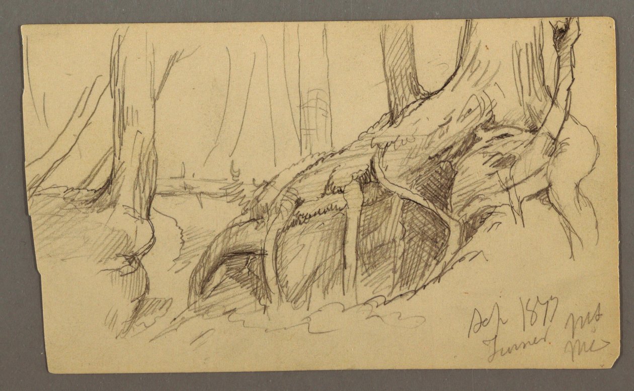 Dibujo, Raíces de árbol creciendo sobre un peñasco (Turner Mountain), 1877 de Frederic Edwin Church