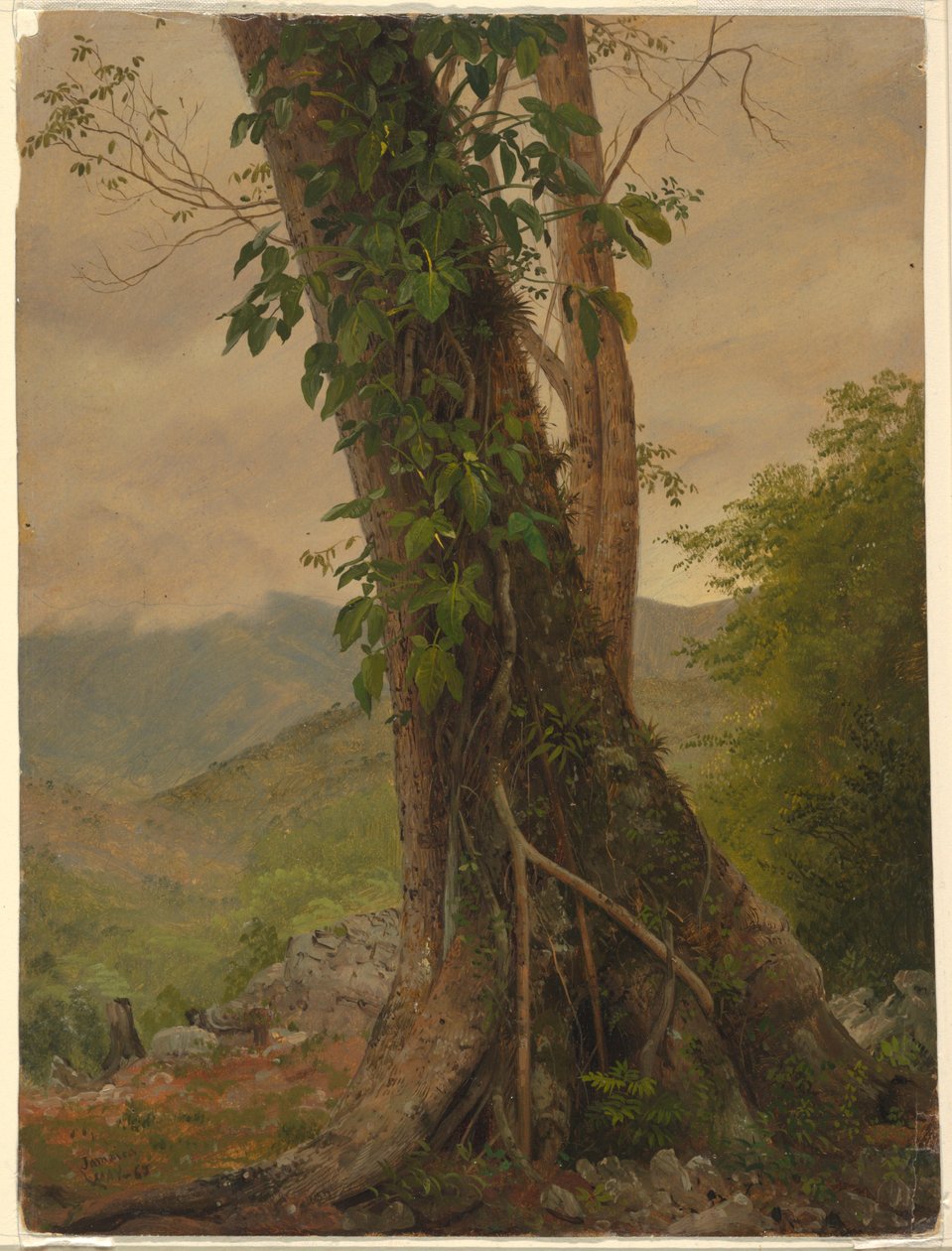 Dibujo, Árbol con enredaderas, Jamaica, Antillas, mayo de 1865 de Frederic Edwin Church