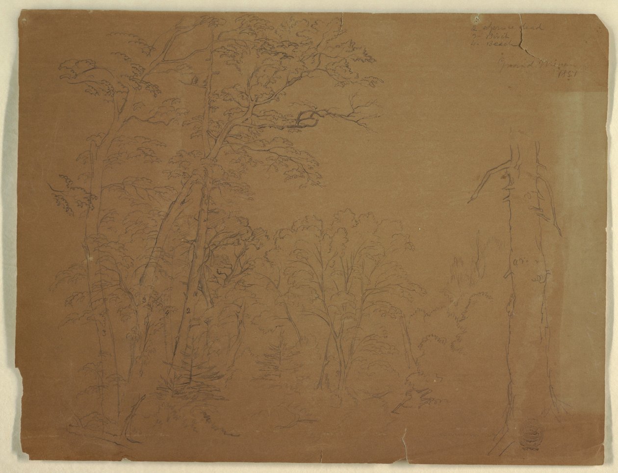 Dibujo, Árboles, Isla de Grand Manan, Canadá, 1851 de Frederic Edwin Church