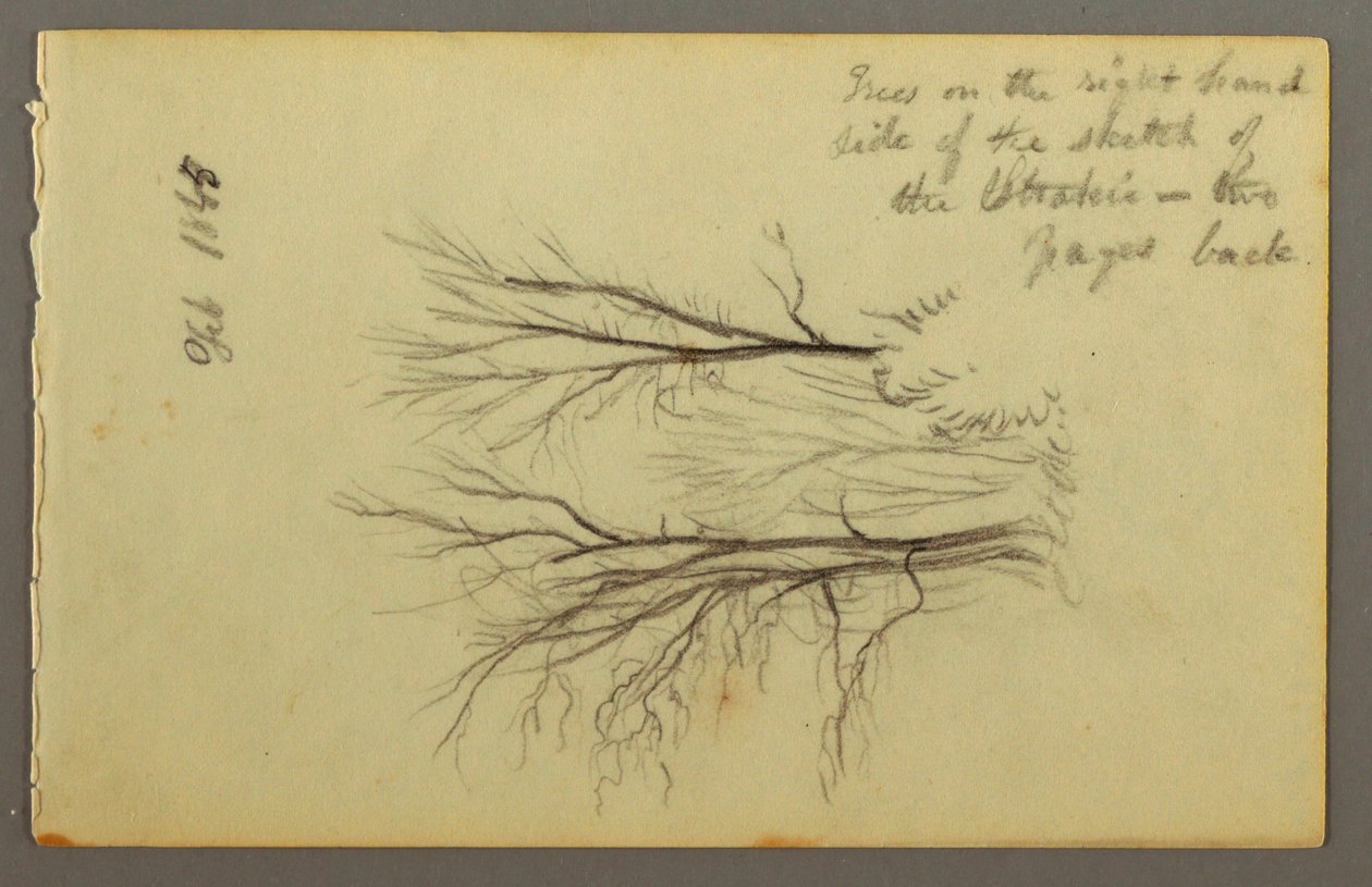 Dibujo, Árboles de Htakie () Pond, 1845 de Frederic Edwin Church