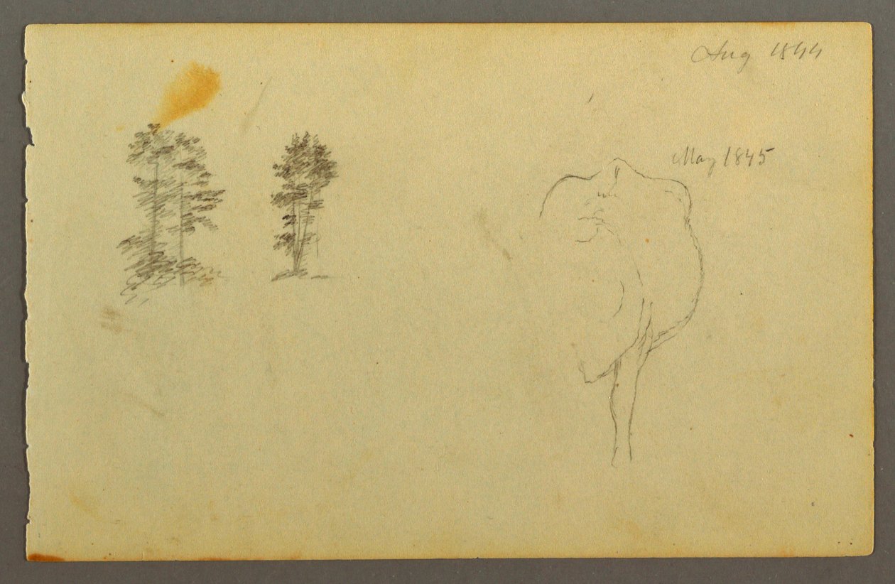 Dibujo, Árboles, vaca, 1844 de Frederic Edwin Church